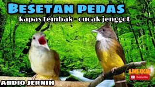 Download lagu Masteran besetan pedas - kapas tembak dan cucak jenggot audio jernih mp3