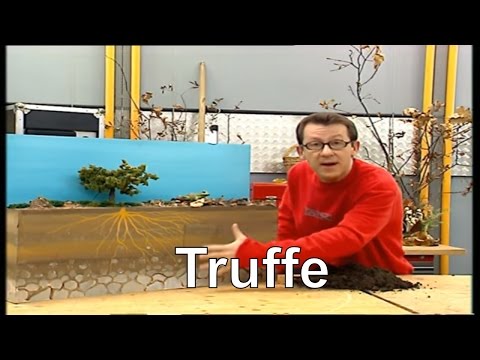 Comment la truffe est-elle cultivée ? - C'est pas sorcier