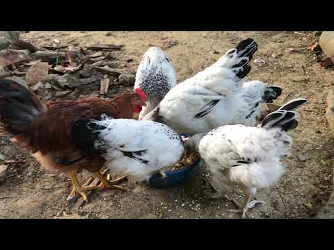 Meine Sundheimer Hühner / 12 Wochen alt