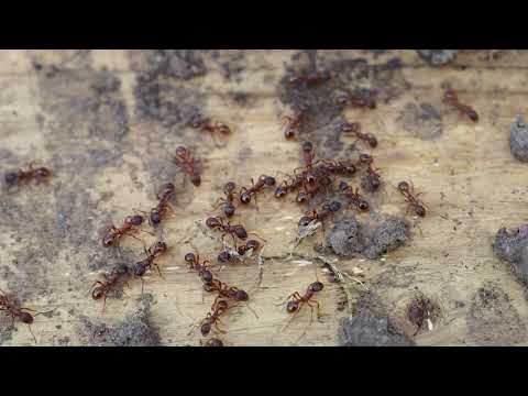 På landet 402. Röda myror. 1 minut.