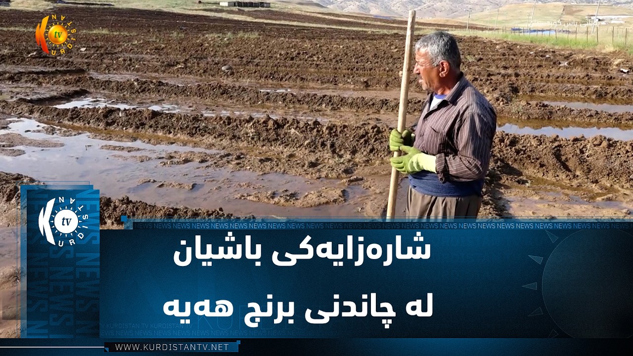 ڤیدیۆ | سیدەکان   ..  جوتیارانی دەشتی بەرازگر شارەزایەکی باشیان لە چاندنی برنج هەیە