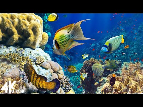 Calm Marimba Music & Water Sounds In Aquarium | Sleep, Relax, Spa, Yoga, Zen Meditation