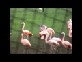 Chilean Flamingos At Longleat Safari Park