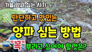 양파모종심는시기 단단하고 맛있는 양파 심는방법 양파 심기 전 "꼭" 뿌려줘야하는것은? 양파 밑거름웃거름 양파…