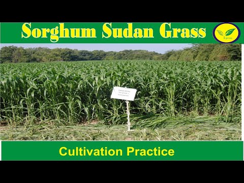 Sorghum Sweet Sudan Grass Multicut Fodder Seeds