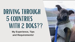Traveling Internationally with 2 dogs? (My experience, requirements, and tips!)