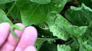 An Easy Way to Kill Cabbage Worms, on Cabbage, Broccoli, Brussel Sprouts, and other