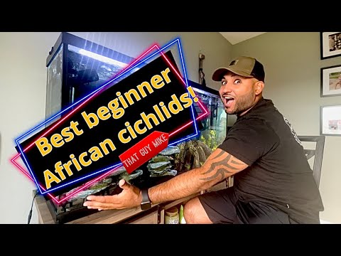 Best African Cichlids for Beginners!