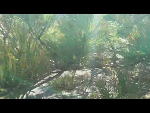 Viola d'amore playing harmonies