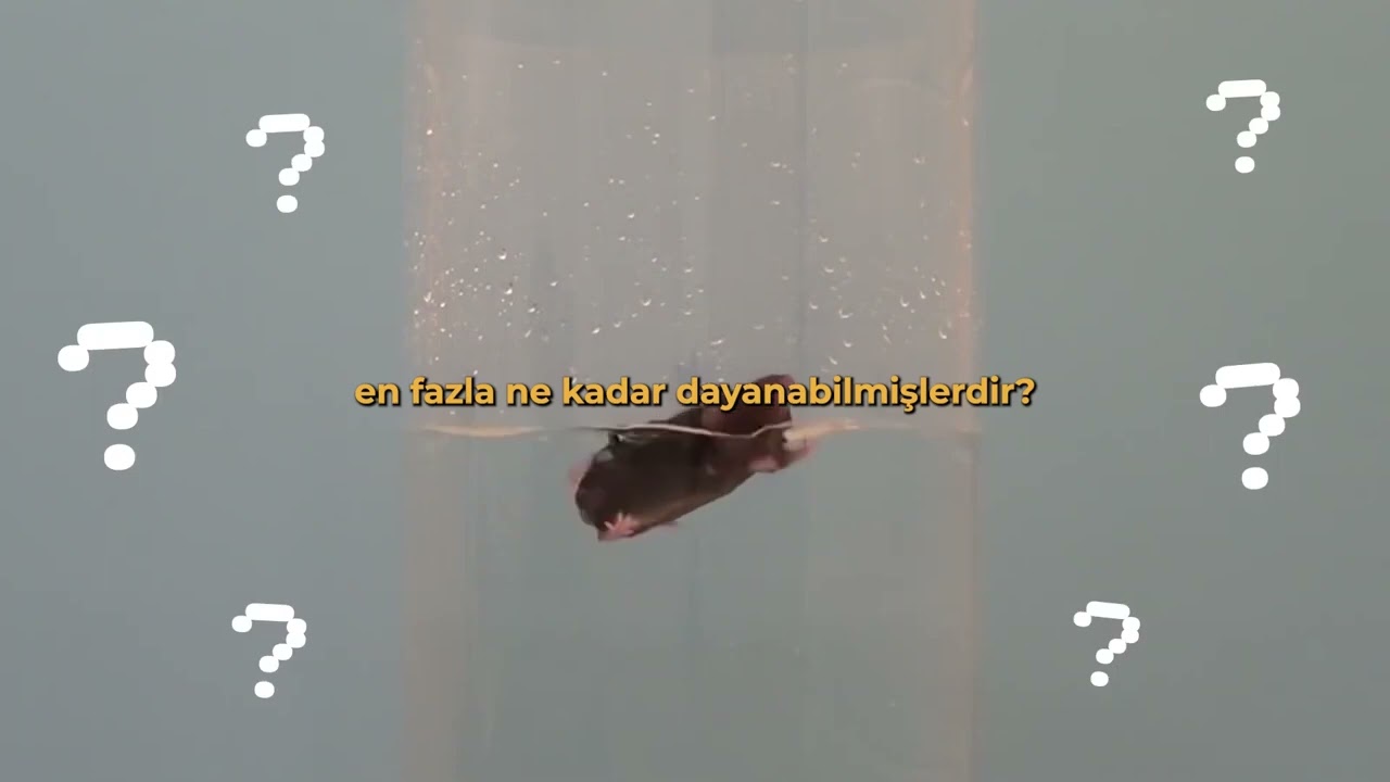 UMUT DENEYİ    Curt Richter Fare Deneyi   720P HD