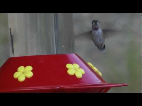 Calliope Hummingbird