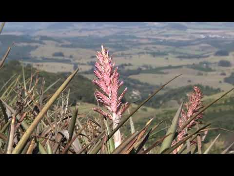 OURO FINO CLIP POSTAL - AGOSTO DE 2015