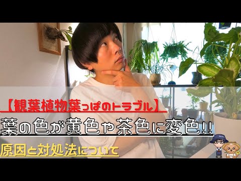 葉の先端が茶色になる理由と切り方の原因