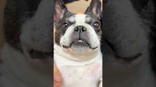 まんざらでもないフレブル