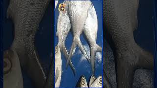Download lagu Ikan Bandeng Jumbo, Harga Murah mp3 Download lagu Ikan Bandeng Jumbo, Harga Murah mp3