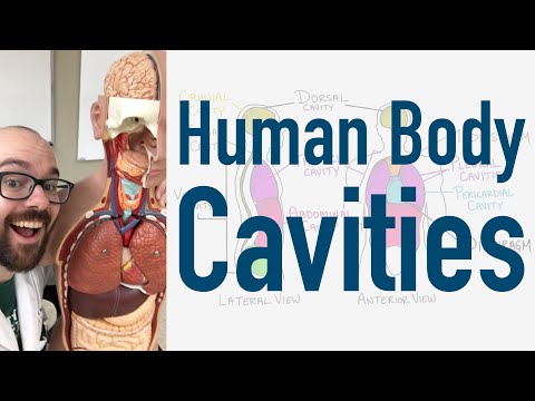 Human Body Cavities - And Torso Model Organ Tour!