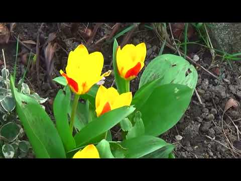 GĖLYTĖS IR KATINUKAI  20 02 2023