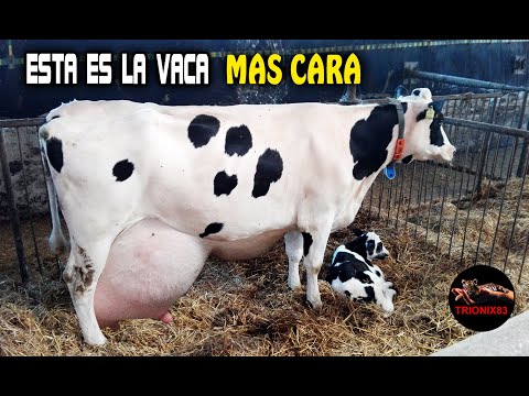 , title : 'ESTA ES LA VACA MAS CARA DEL MUNDO (La vaca mas lechera del mundo)'