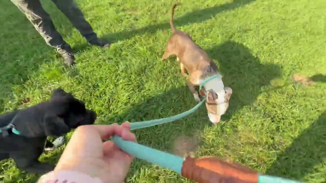 Enlarge Wharton, a ADOPTABLE Pit Bull Terrier in Chicago, IL video 6/6