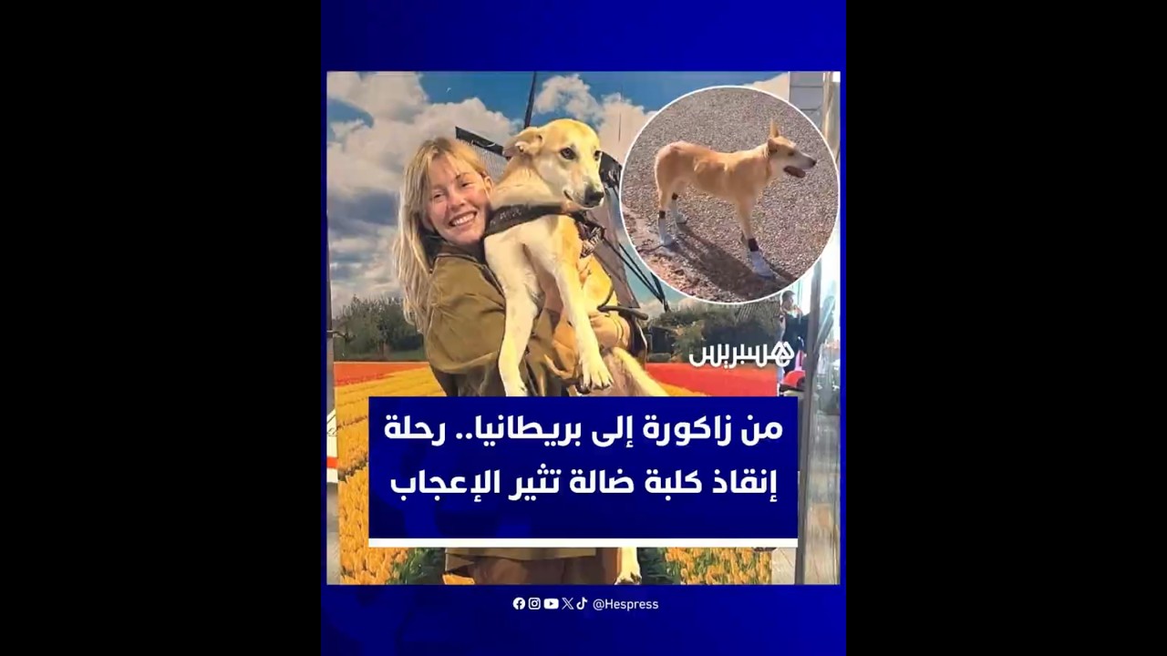 من زاكورة إلى بريطانيا.. قصة كلبة ضالة جريحة رافقت زوجين بريطانيين قبل أن تتحول إلى فرد من عائلتهما thumbnail