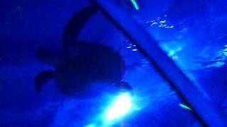 preview picture of video 'BuSan Acquarium: Take II w/ more sharks, sting ray, ugly fish and sea turtle'