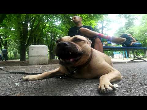 Северната(Viaza, P, Fogg', Hyp)- ''Summer bro''  beat by Sound Desires (track07)