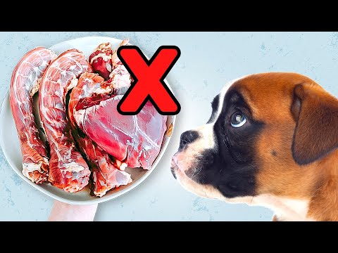Raw Feeding Puppies | Do's & Dont's