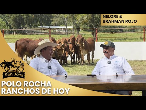 POLO ROCHA DE RANCHOS DE HOY EN RANCHO SAN JOSÉ / NELORE & BRAHMAN ROJO