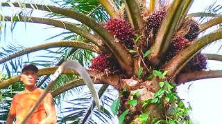 Download lagu Tajam sudah terbukti egrek ini.! Panen sawit pokok rendah pasti cepat lihat aksinya  mp3