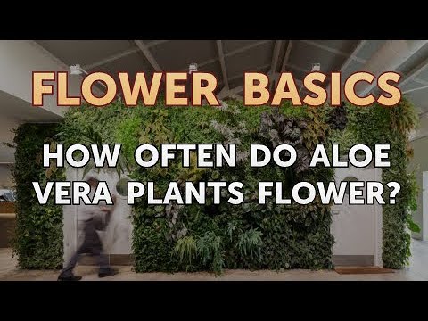 How to Get More Canna Lily Blooms