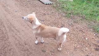 Animal #dog #cuteanimal #cute #pets