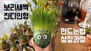 보리새싹으로 추억의 잔디인형을 만들어 보았어요!!