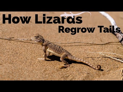 How Do Lizards Regrow Their Tail?