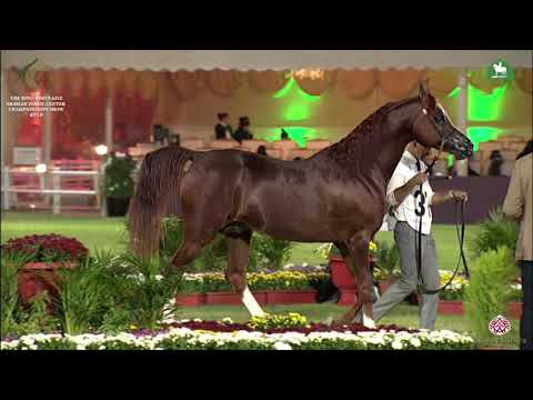 N 376 EDEN C   KAAHC 2019   Stallions 10+ Years Old Class 12