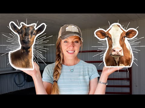 Should You Get a Milk Cow OR Dairy Goat for YOUR Homestead?
