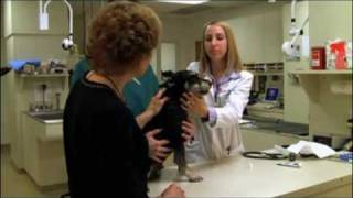 How to brush a dog's teeth