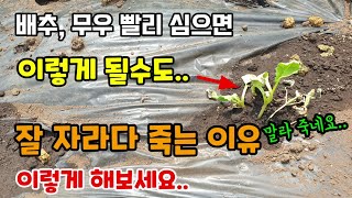 배추무우 심는시기 빨리 심으면 이렇게 될수도 서두르지 마세요 배추무우가 잘 자라다 말라죽는이유 이렇게 하면 …