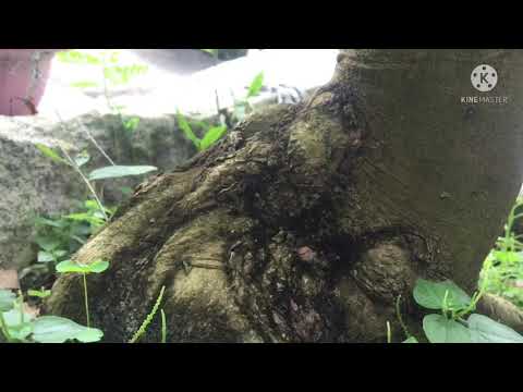 CẶP MAI VÀNG XÙ ĐẸP MÙA COVID