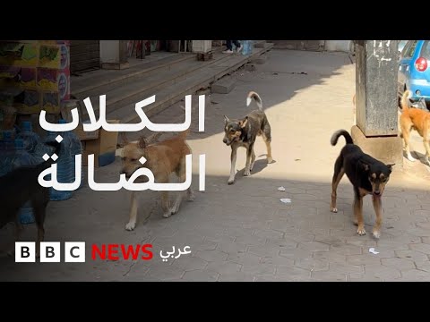 فيديو | الكلاب الضالة بين الذعر والرحمة، جدل لا ينتهي في شوارع مصر