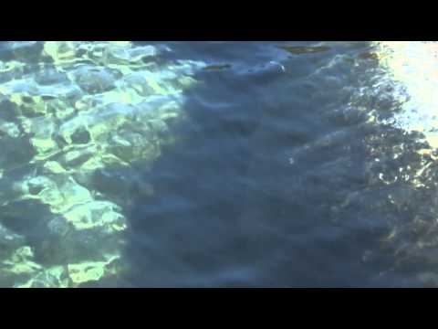 Trophy Spoon - Fishing Lures by the Acme Tackle Company