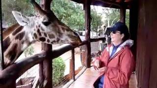 Encounters with giraffes in East Africa
