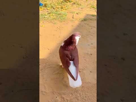 siraji kabutar attitude video