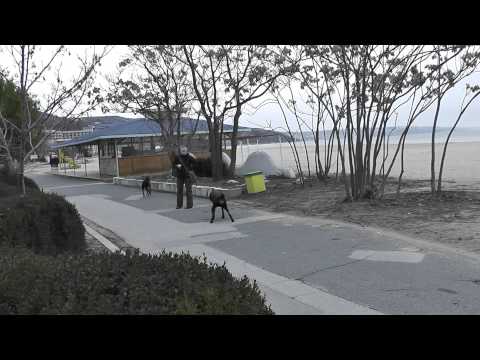 Indi & Garo, Albena, Jan 2012 - 2