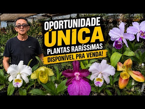 Lindíssimas orquídeas a venda, verdadeiras raridades 