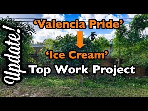 'Valencia Pride' to 'Ice Cream' Mango Top Work Project Update (December 2018)