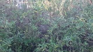 Best Time to Cut Back Perennials in the Garden