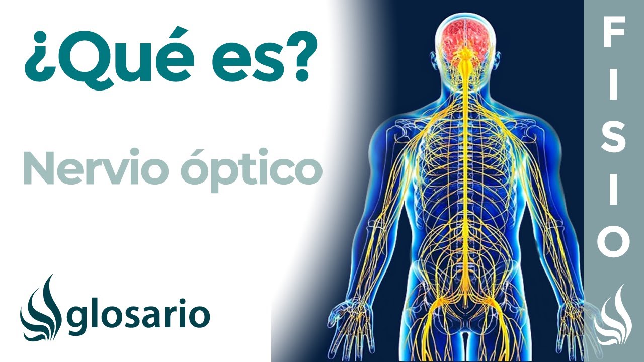 NERVIO ÓPTICO | Qué es, dónde se origina, recorrido, ramificaciones, qué zonas inerva y lesiones