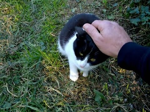 Siccome è corretto per consegnare una coltura di serbatoio su vermi Toksokaroz questo per parassiti