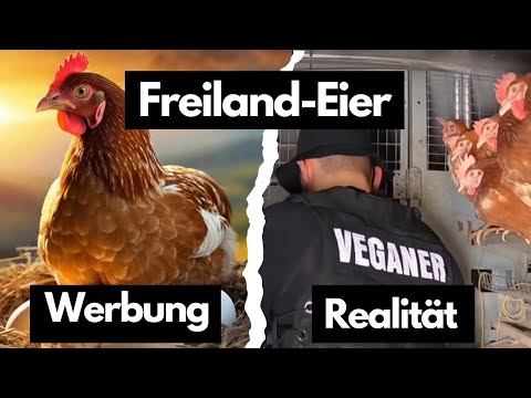 Die Wahrheit über Freilandeier - Veganer im Eierbetrieb