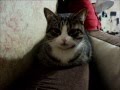 Кошка Мурка 